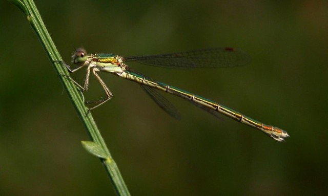 Pałątka mała (Lestes virens)