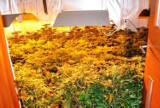 Plantacja marihuany w Trzeszczanach: 100 krzaków u 24-latka