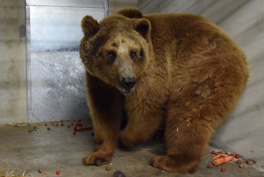 Okaleczony niedźwiedź Baloo trafił do zoo w Poznaniu w...