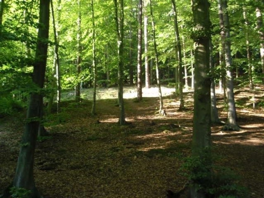 "Z wolna wszystko umilka, zapada w krąg głuszaI zmierzch...