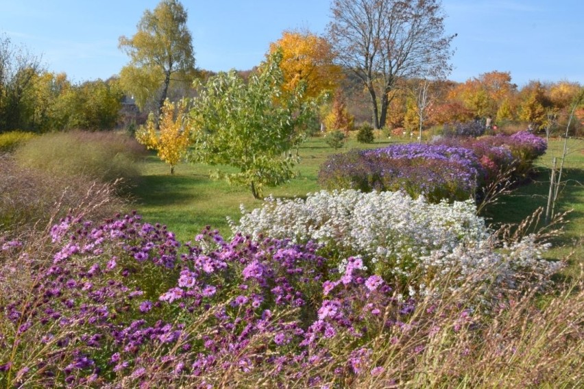 Ogród Botaniczny w Kielcach bije rekordy popularności. Czynny tylko do niedzieli 31 października. Bilety za złotówkę [ZDJĘCIA, WIDEO]