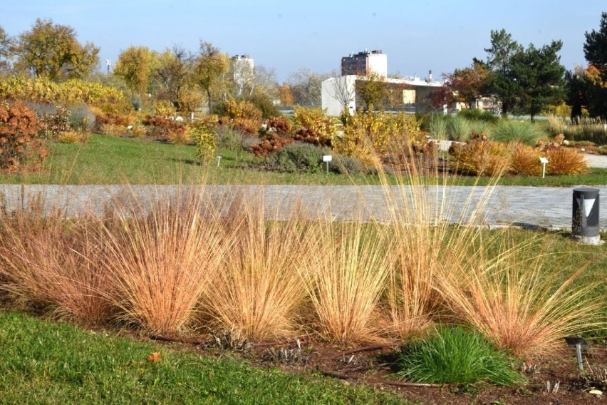 Ogród Botaniczny w Kielcach bije rekordy popularności. Czynny tylko do niedzieli 31 października. Bilety za złotówkę [ZDJĘCIA, WIDEO]