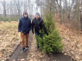 Choinki z leśnictwa Grodziec są najpiękniejsze. Każdy może sam wybrać i ściąć ją samodzielnie. Ceny choinek zaskakują