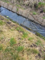 Tęczowa woda w potoku w Wilkowyjach. Co na to Urząd Miasta Tychy?