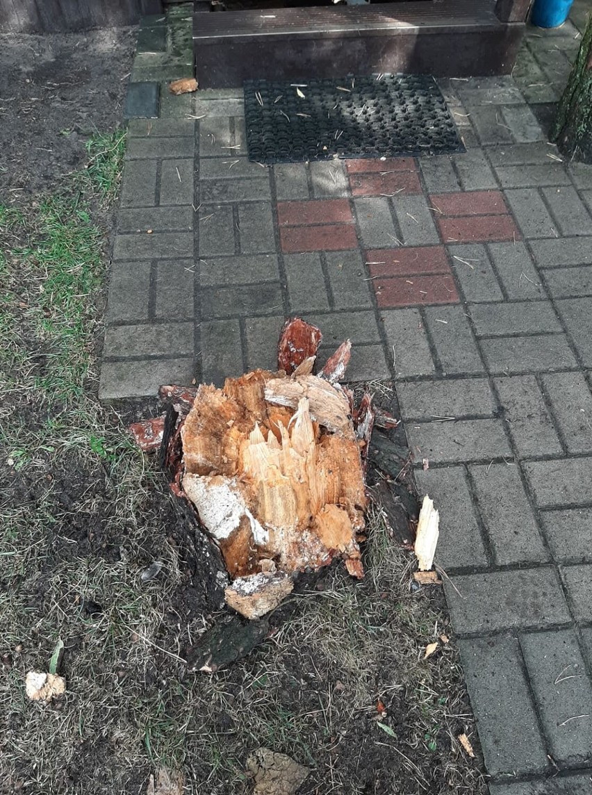 Gmina Skoki. Drzewo przewróciło się na dom. Interweniowali strażacy 