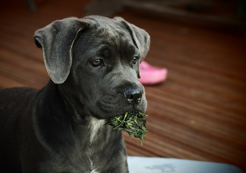 Jedzenie trawy przez psa jest naturalnym zachowaniem, którym...