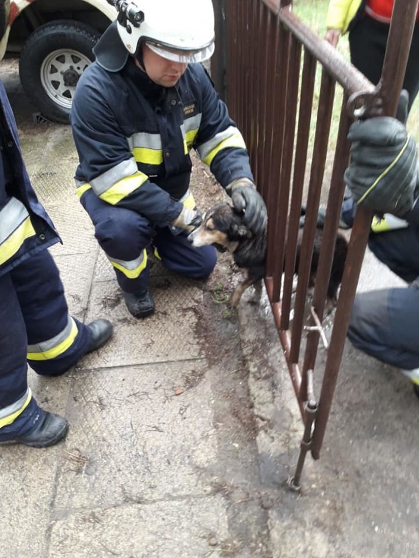 Strażacy z Wolborza uratowali psa zakleszczonego w...