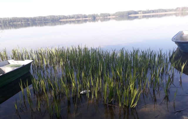 Martwe ptaki znaleziono w Jeziorze Rudnickim Wielkim oraz na jego brzegu