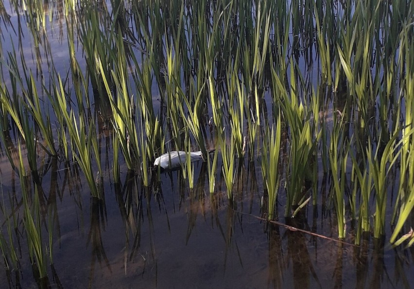Martwe ptaki znaleziono w Jeziorze Rudnickim Wielkim oraz na...