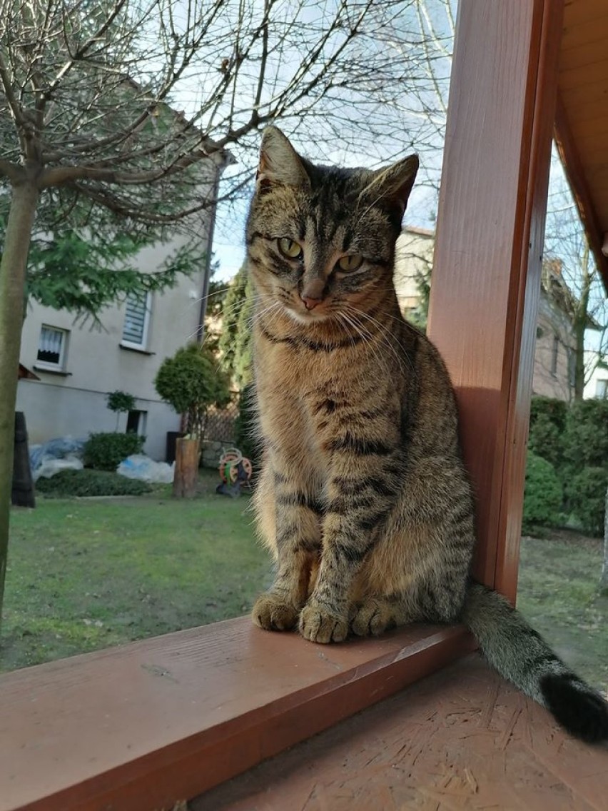 Zobaczcie zdjęcia kotów od internautów z Wodzisławia...
