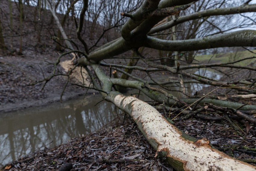 Bobry w Krakowie. "Rzeźbią" w drzewach tuż obok ruchliwej ulicy i wielkiej inwestycji