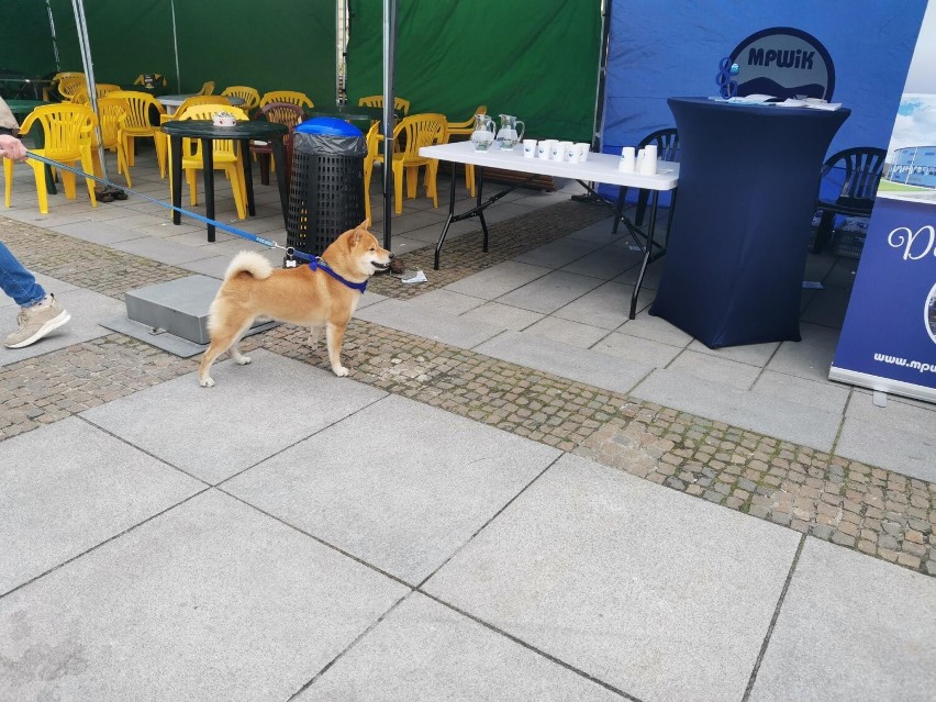 W Rzeszowie na Rynku trwa zbiórka karmy dla bezdomnych zwierząt Animal Hero [FOTO, WIDEO]