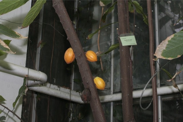 owoce kakaowca rosna bezposrednio na pniu
