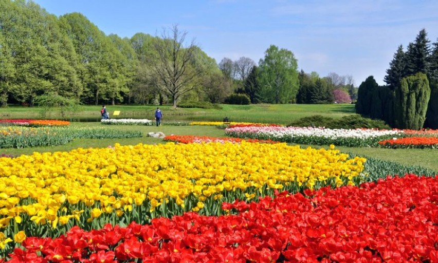 W Ogrodzie Botanicznym zakwitły tulipany.