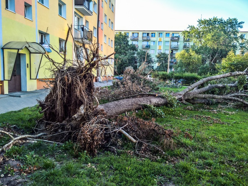 Na Kapuściskach, jednym z bydgoskich osiedli, burza połamała...