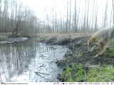 Wilk nagrany w lesie pod Kołem. Leśnicy podejrzewają, że częściej odwiedzają okolicę [ZDJĘCIA]