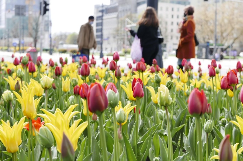 Stolica wiosną. Na ulicach rozkwitły tysiące tulipanów w kolorach Warszawy