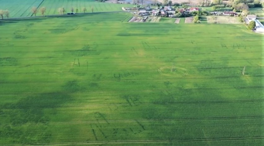 Ślady po ponad pięćdziesięciu trapezowatych budynkach jako...