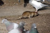 Polowanie na szczury w Ostrowie Wielkopolskim