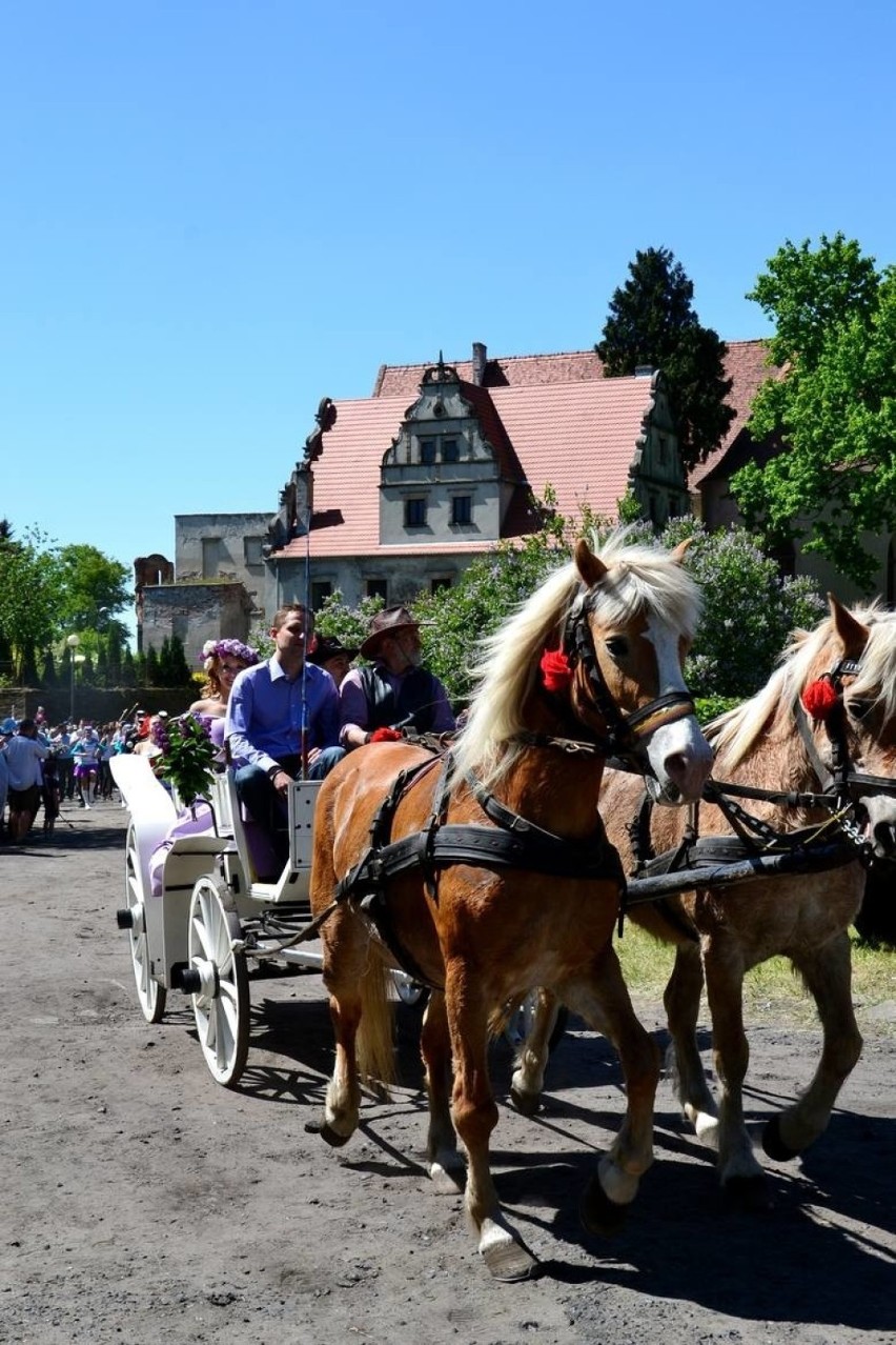 Święto Bzów w Siedlisku.