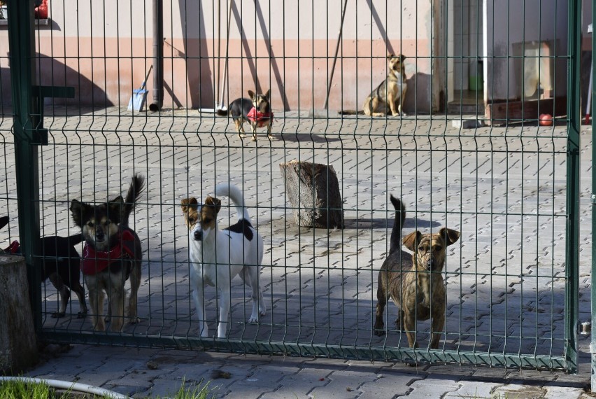 Skierniewiczanie udowodnili, że los schroniskowych psów nie jest im obojętny. Na projekty mające zapewnić im lepsze warunki oddano najwięcej głosów wśród propozycji do budżetu obywatelskiego