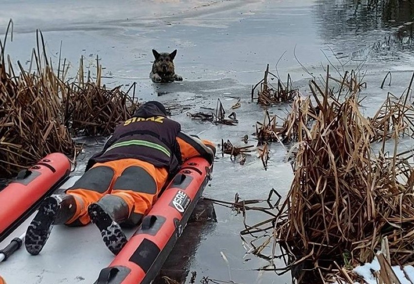 Strażacy z OSP pomagają psu wyjść z lodowej pułapki