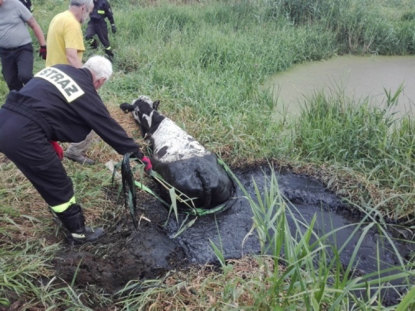 Od wtorku policjanci i strażacy szukają mężczyzny, który...