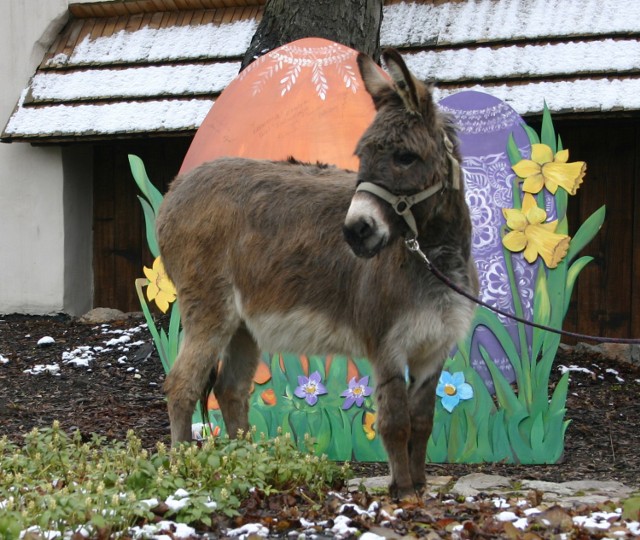 Rudi i wielkanocne jaja.
Fot.
Bartłomiej Kowalewski.