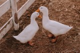 Więcej kaczek czy gęsi? Mniej gospodarstw stawia na zwierzęta hodowlane. Ile ich mamy w Polsce 2023 roku? 