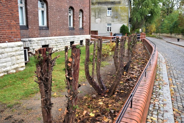 Szpaler cisów nad Odrą w Opolu radykalnie przycięty. Mieszkańcy pytają: Kto na to pozwolił?