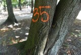 Zielona Góra. Miasto wytypowało 47 drzew do wycinki w parku Tysiąclecia! Teraz to urząd marszałkowski zadecyduje, co stanie się z roślinami