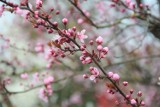 Dziś pierwszy dzień astronomicznej wiosny! W Słubicach drzewa puściły pąki, jest naprawdę pięknie 