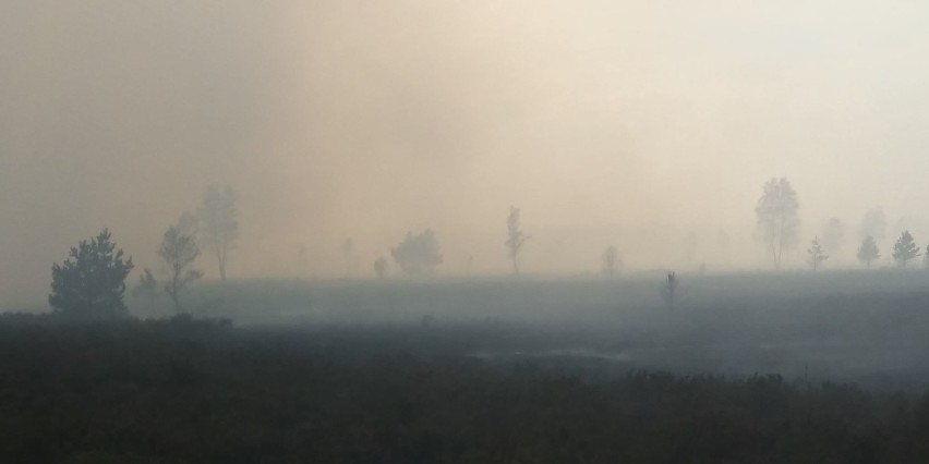 Spłonęły wrzosowiska koło Świętoszowa i las pod Olszyną 