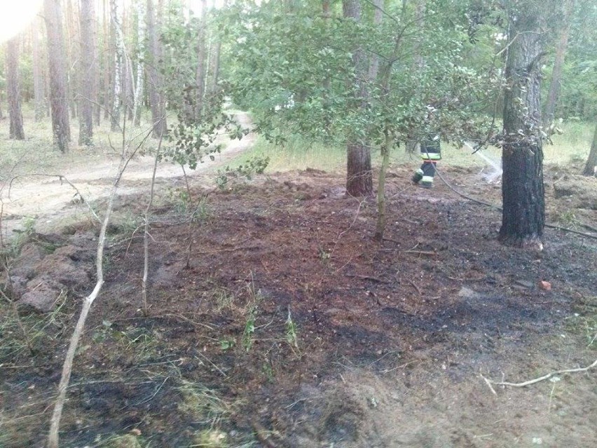 Dąbrowa: Pożar lasu