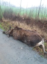 Martwy łoś znaleziony na poboczu drogi w okolicach Myślic - okoliczności śmierci zwierzęcia na razie są nieznane [ZDJĘCIA]