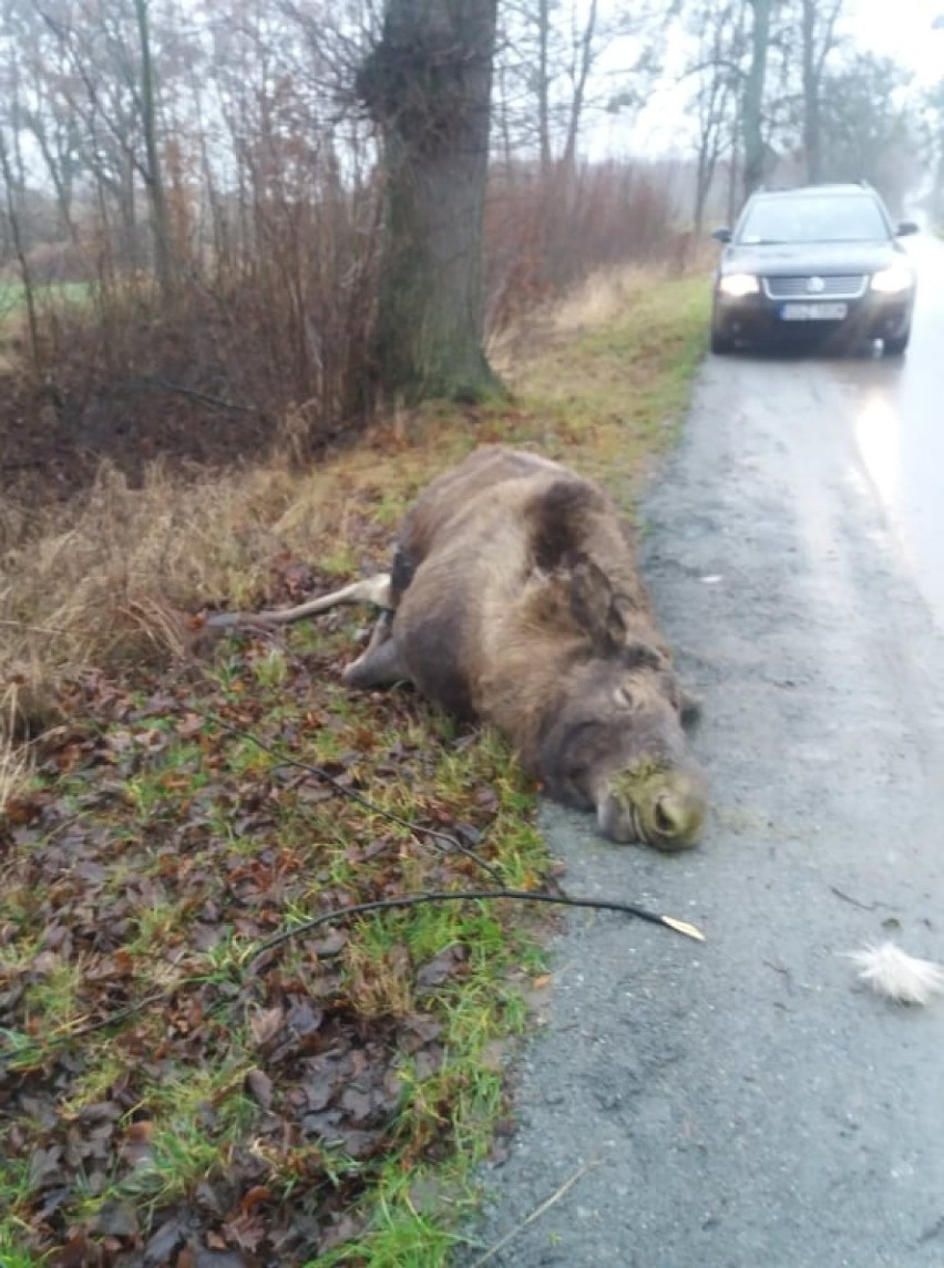 Martwy łoś na drodze pod Myślicami