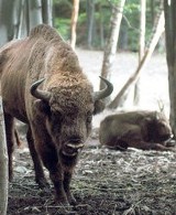 Ustroń: Leśny Park Niespodzianek ma kolejnego żubrzyka. Park ogłosi konkurs na imię dla żubrzyka