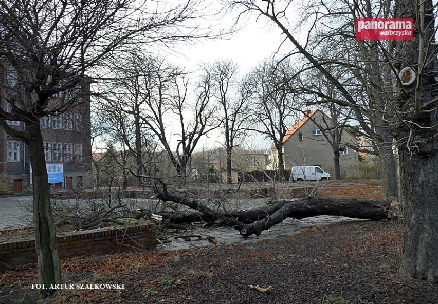 Na szczęście kasztanowiec runął na pusty, ogrodzony plac, a...