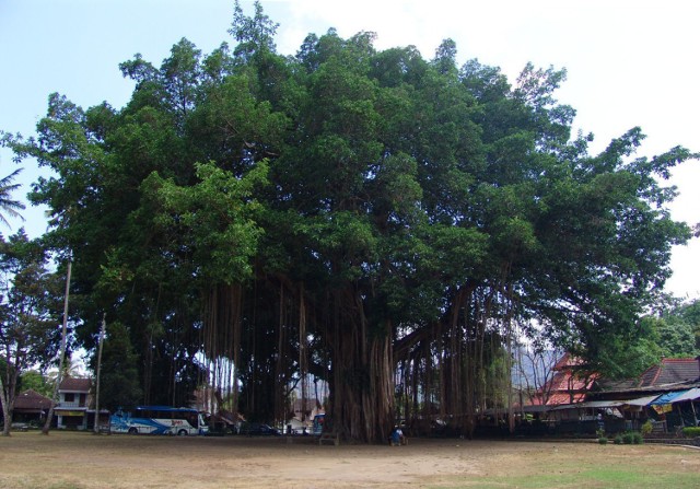 Monstrualne drzewo z kilkumetrowymi lnianami przed świątynią Mendut.

Fot. Andi Nur Hafsah Śmieszek