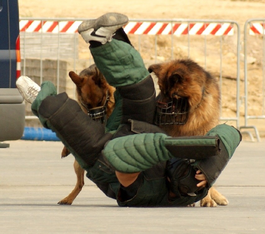 Zobaczcie zdjęcia z ćwiczeń psów policyjnych