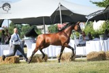 Arabian Horse Show w Sopocie. Pokaz koni arabskich na Hipodromie (23-24 lipca 2022)