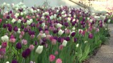 Ogród holenderski upiększy Łazienki Królewskie. Ozdobi je 40 tysięcy kwiatów (wideo)