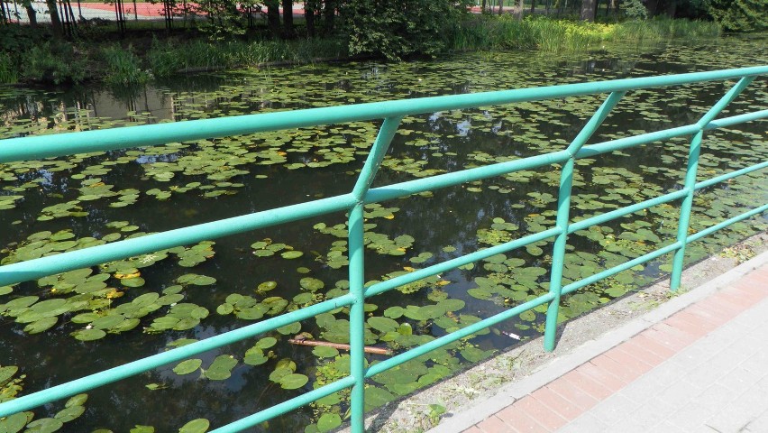 Żółw wodno-lądowy pojawił się w rzece Tudze