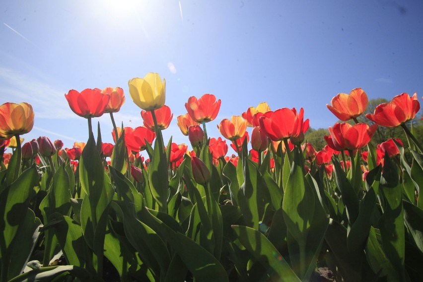 Tulipany w ogrodzie botanicznym w Łodzi