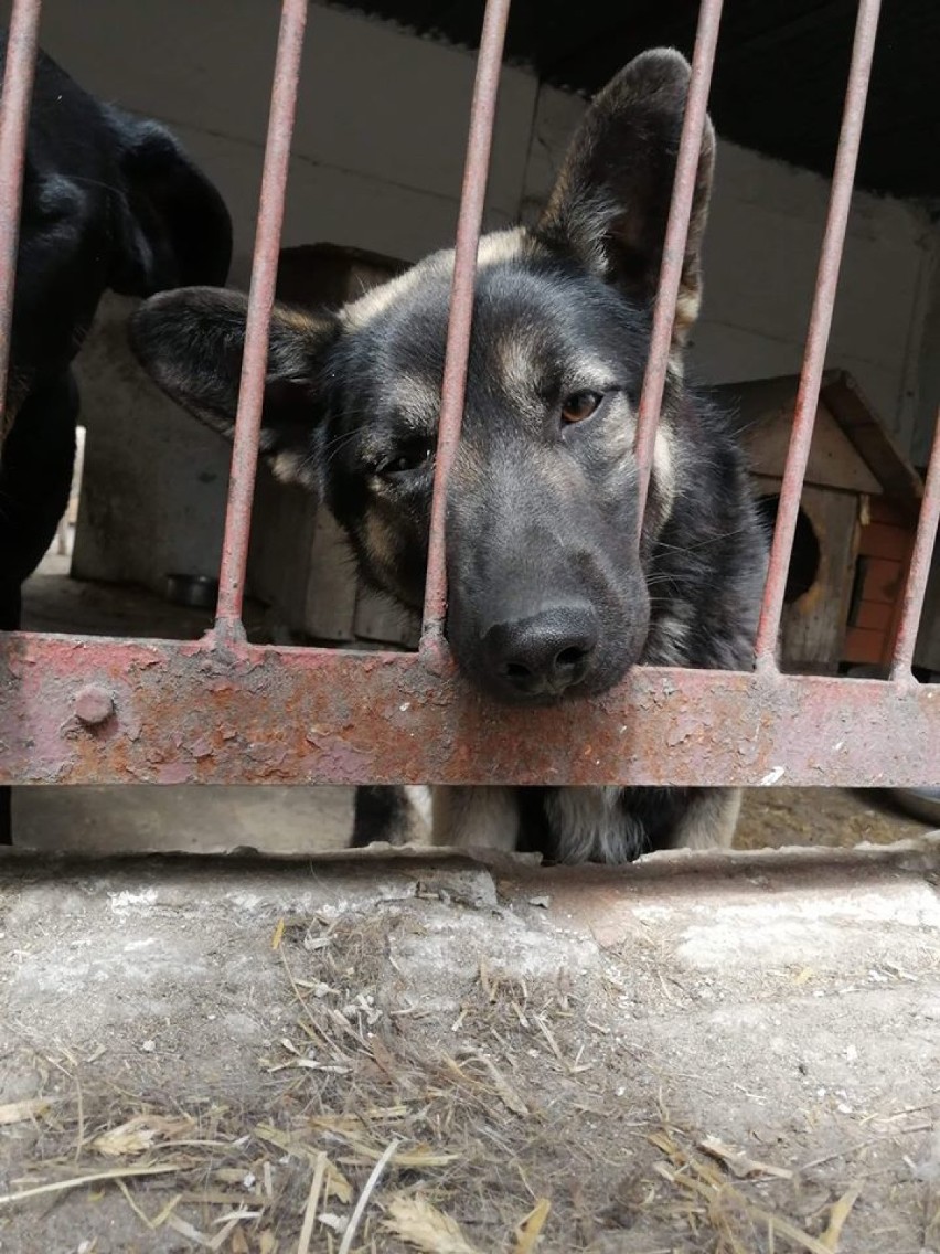 Psy ze schroniska w Tomaszowie wciąż czekają na adopcję. Zaopiekuj się nimi [GALERIA ZDJĘĆ]