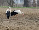 Region wałbrzyski wyludnia się. Które miasta kurczą się najszybciej?