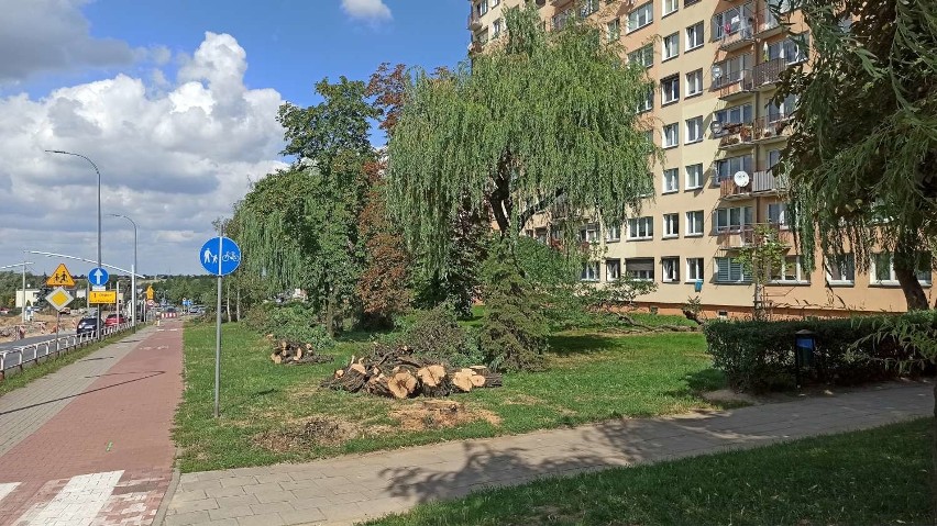 Kalisz: Drogowcy wycinają drzewa przy ulicy Podmiejskiej....
