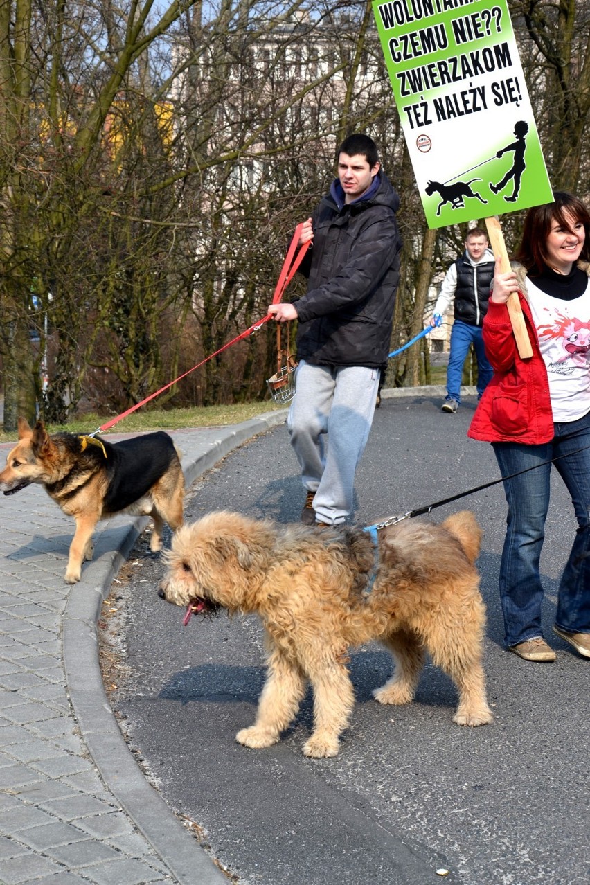 Wiosenny marsz z psiakami ze schroniska: "Adoptuj, nigdzie nie kupisz takiej przyjaźni!" [ZDJĘCIA]