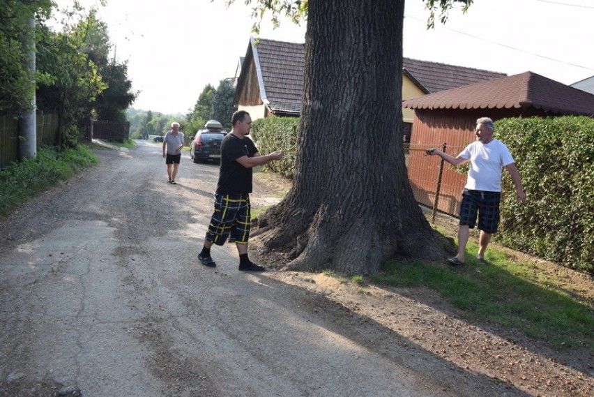 Drzewo ma blisko 40 metrów wysokości i pień o obwodzie...