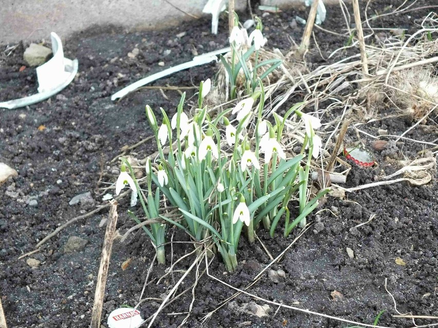 Pierwsze symptomy wiosny w Starachowicach. Widać to w lasach i ogródkach. Zobacz zdjęcia